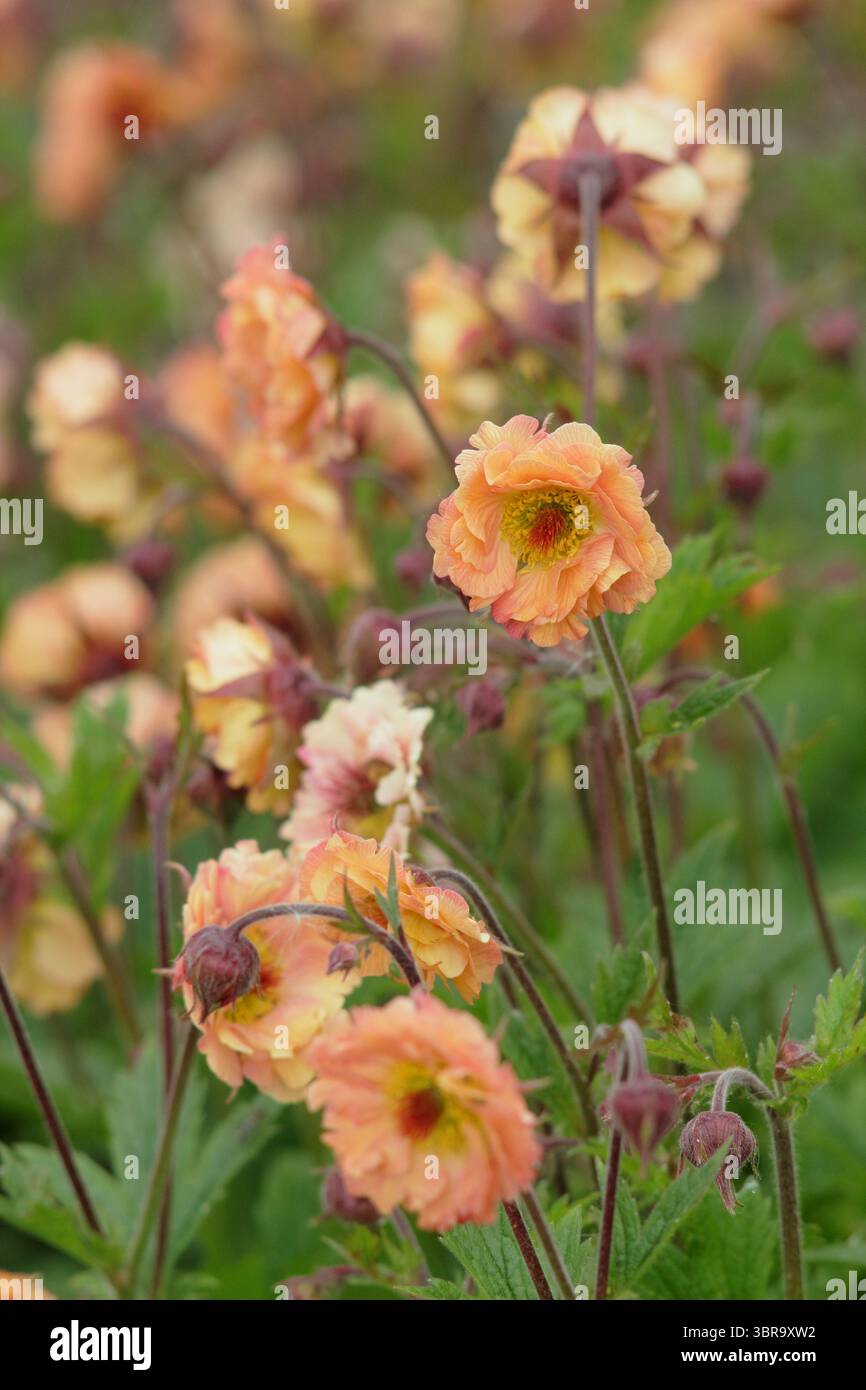 Geum 'Mai Tai', Cocktailserie, die Blumen in einer Gartengrenze des späten Frühlings präsentiert. UK Stockfoto
