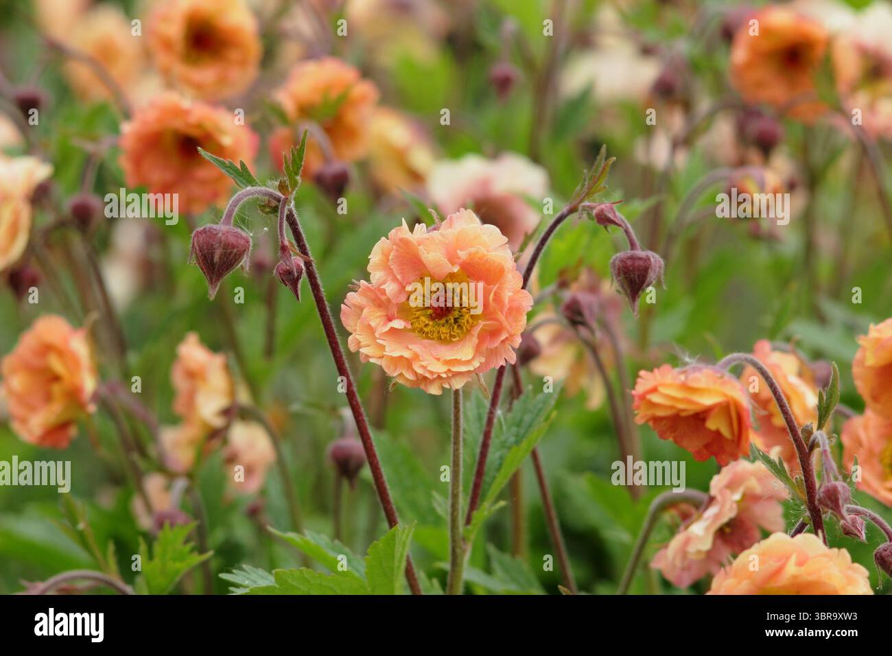 Geum 'Mai Tai', Cocktailserie, die Blumen in einer Gartengrenze des späten Frühlings präsentiert. UK Stockfoto