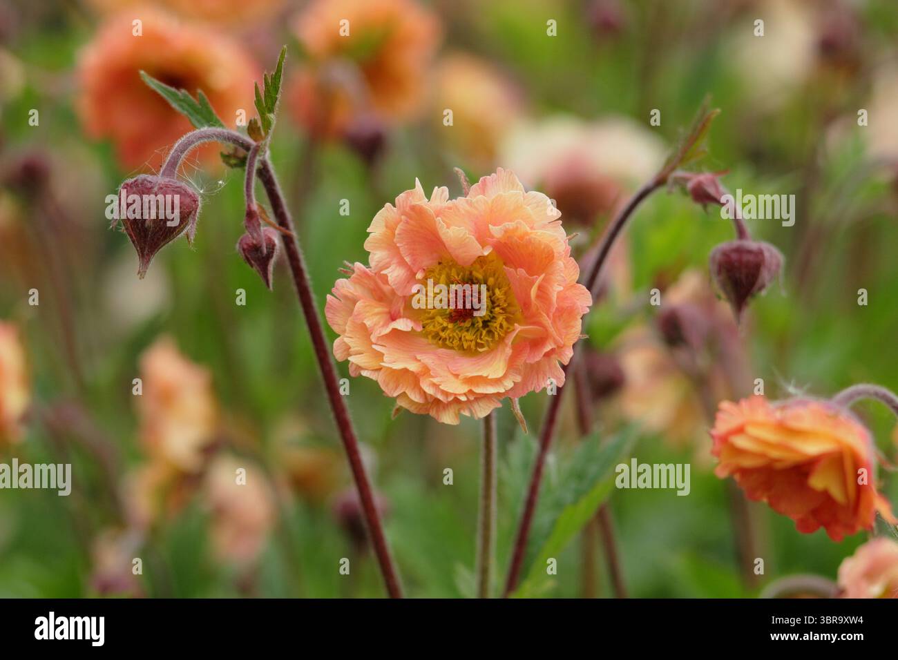 Geum 'Mai Tai', Cocktailserie, die Blumen in einer Gartengrenze des späten Frühlings präsentiert. UK Stockfoto
