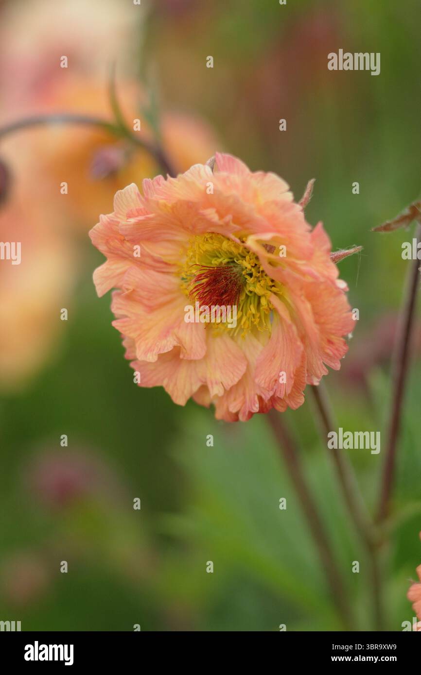 Geum 'Mai Tai', Cocktailserie, die Blumen in einer Gartengrenze des späten Frühlings präsentiert. UK Stockfoto