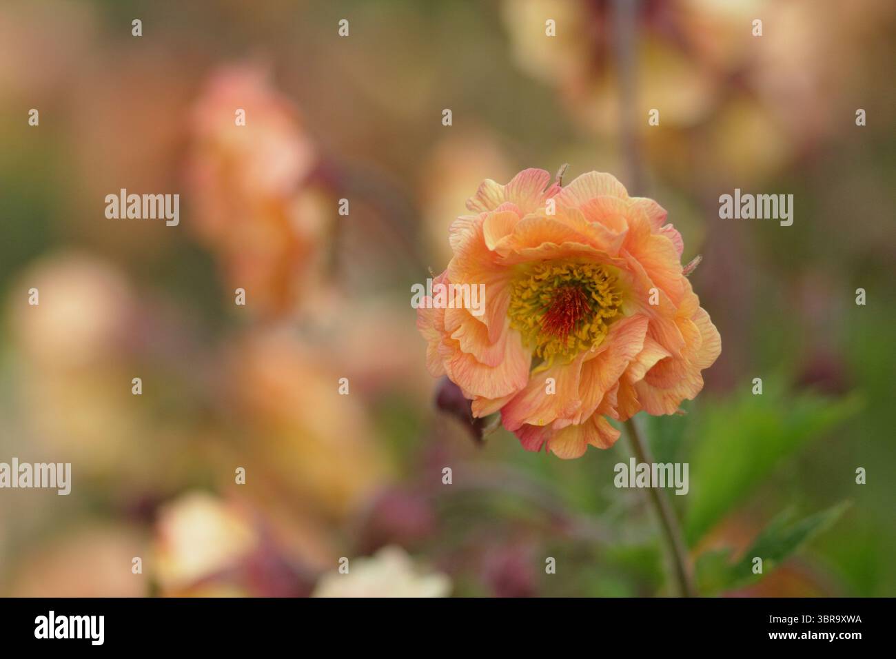 Geum 'Mai Tai', Cocktailserie, die Blumen in einer Gartengrenze des späten Frühlings präsentiert. UK Stockfoto