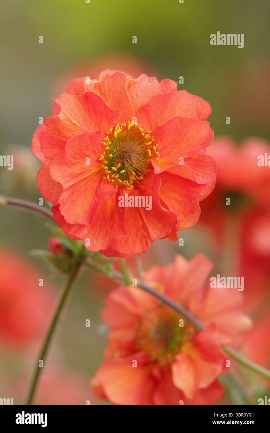 Geum Scarlet Sturm. Avens Scarlet Tempest zeigt im Frühjahrsgarten im Mai unverwechselbare, doppelte scharlachrote Blüten. UK Stockfoto