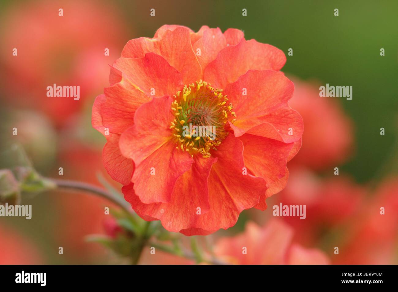 Geum Scarlet Sturm. Avens Scarlet Tempest zeigt im Frühjahrsgarten im Mai unverwechselbare, doppelte scharlachrote Blüten. UK Stockfoto