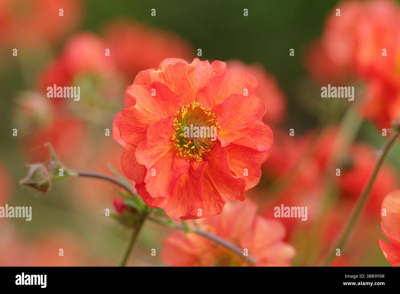 Geum Scarlet Sturm. Avens Scarlet Tempest zeigt im Frühjahrsgarten im Mai unverwechselbare, doppelte scharlachrote Blüten. UK Stockfoto