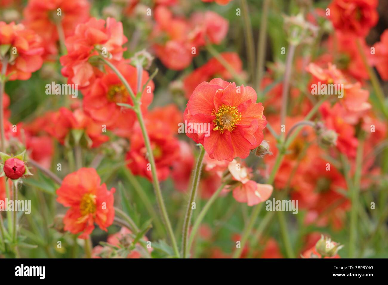 Geum Scarlet Sturm. Avens Scarlet Tempest zeigt im Frühjahrsgarten im Mai unverwechselbare, doppelte scharlachrote Blüten. UK Stockfoto