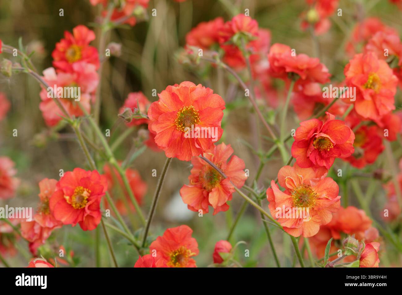 Geum Scarlet Sturm. Avens Scarlet Tempest zeigt im Frühjahrsgarten im Mai unverwechselbare, doppelte scharlachrote Blüten. UK Stockfoto