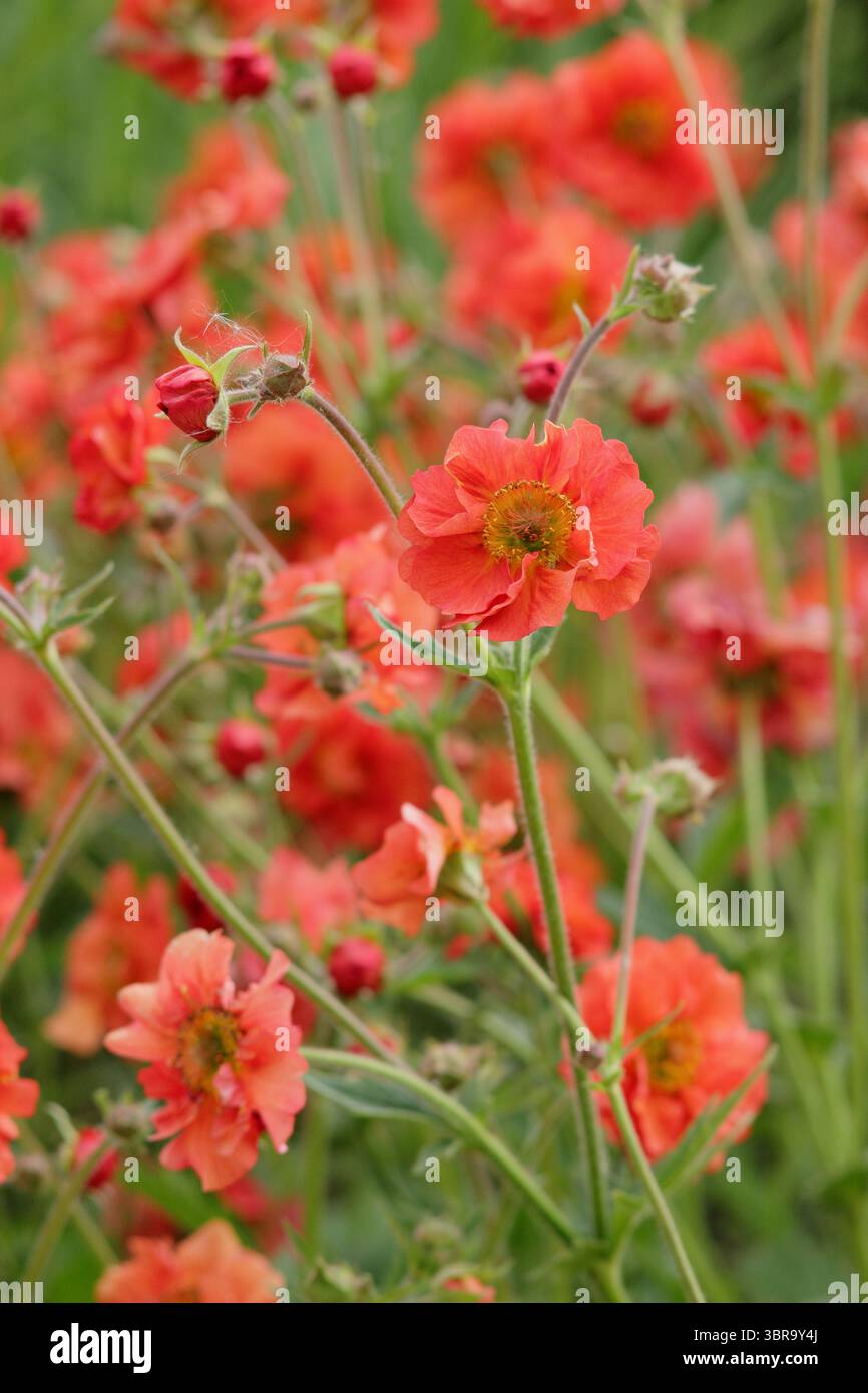 Geum Scarlet Sturm. Avens Scarlet Tempest zeigt im Frühjahrsgarten im Mai unverwechselbare, doppelte scharlachrote Blüten. UK Stockfoto