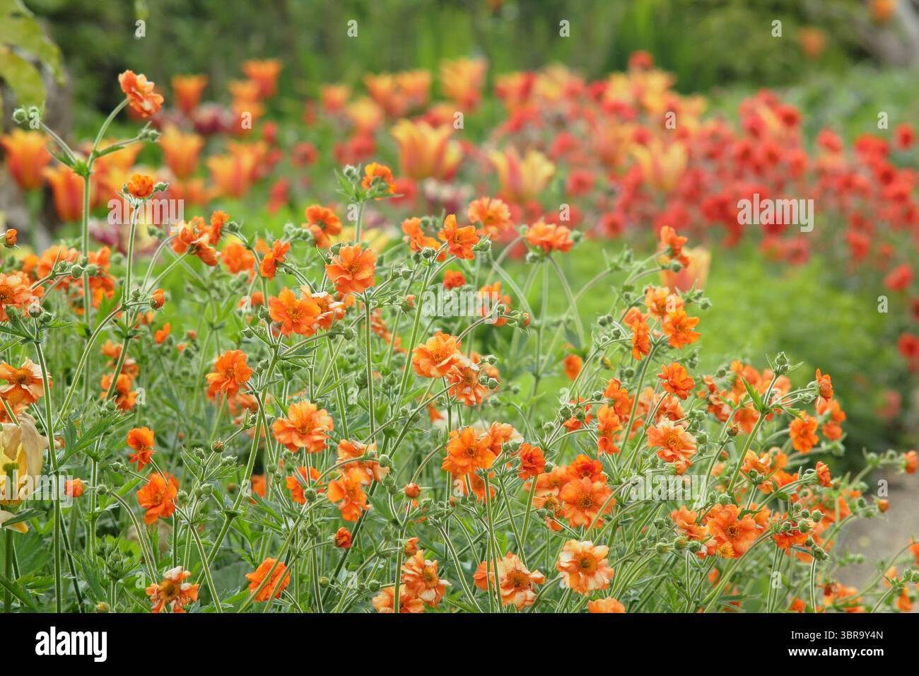 Geum. Geums wachsen in der Gartengrenze. Geum Prinses Juliana & Geum Scarlet Sturm blüht im Mai an einer Gartenkante. UK Stockfoto
