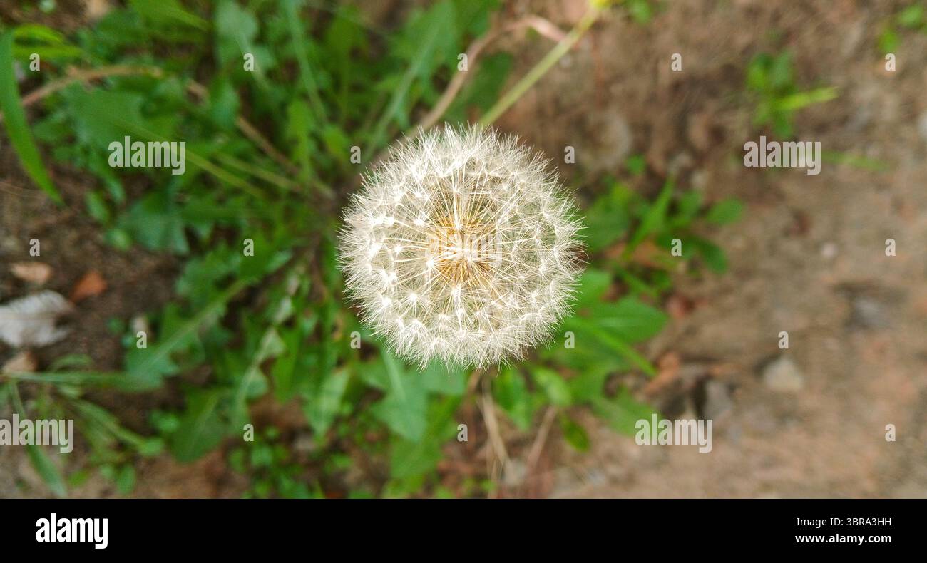 Nahaufnahme des Löwenzahn-Samenkopfes mit zarten weißen Setzlingen Stockfoto