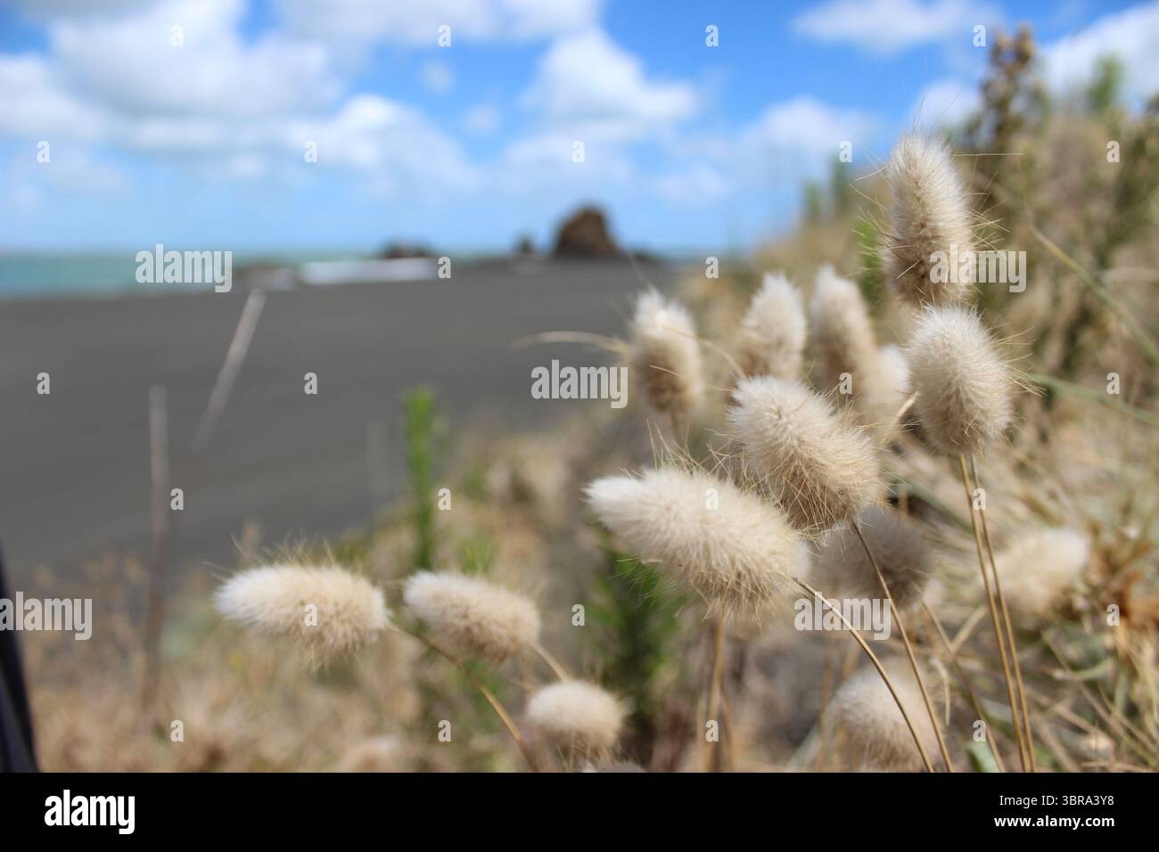 Weißes Gras, dunkle Küste, flauschige Kaninchenschwänze - Whatipu Beach Stockfoto