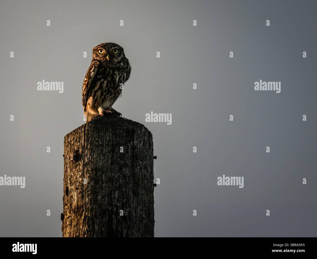 Kleine Eule, die auf einem Pole sitzt Stockfoto