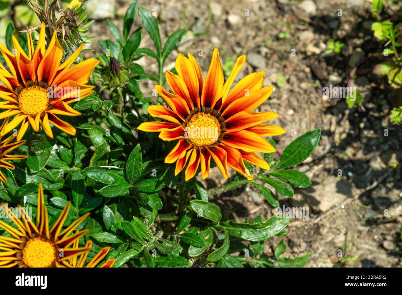 Schatzblume, Gazania Rigens (L.) Gaertn., in voller Blüte Stockfoto
