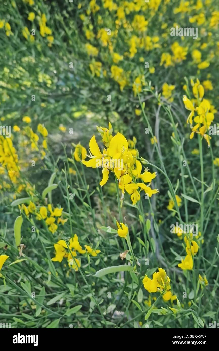 Der lebhafte Garten entfaltet Sträucher von hellgelben Blüten des Spartium junceum. Zarte erbsenartige Blüten von spanischem Besen Stockfoto