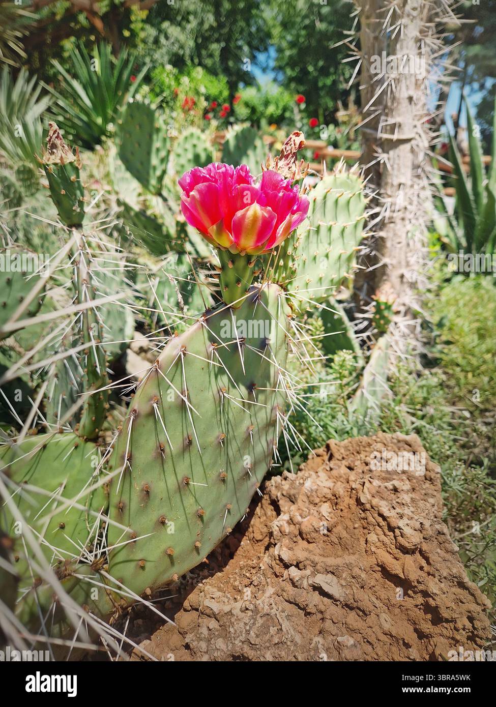 Wunderschöne Irisblumen mit Wassertropfen auf Blütenblättern nach Regen. Leuchtende lila Farben mit komplexen gelben und weißen Blüten Stockfoto