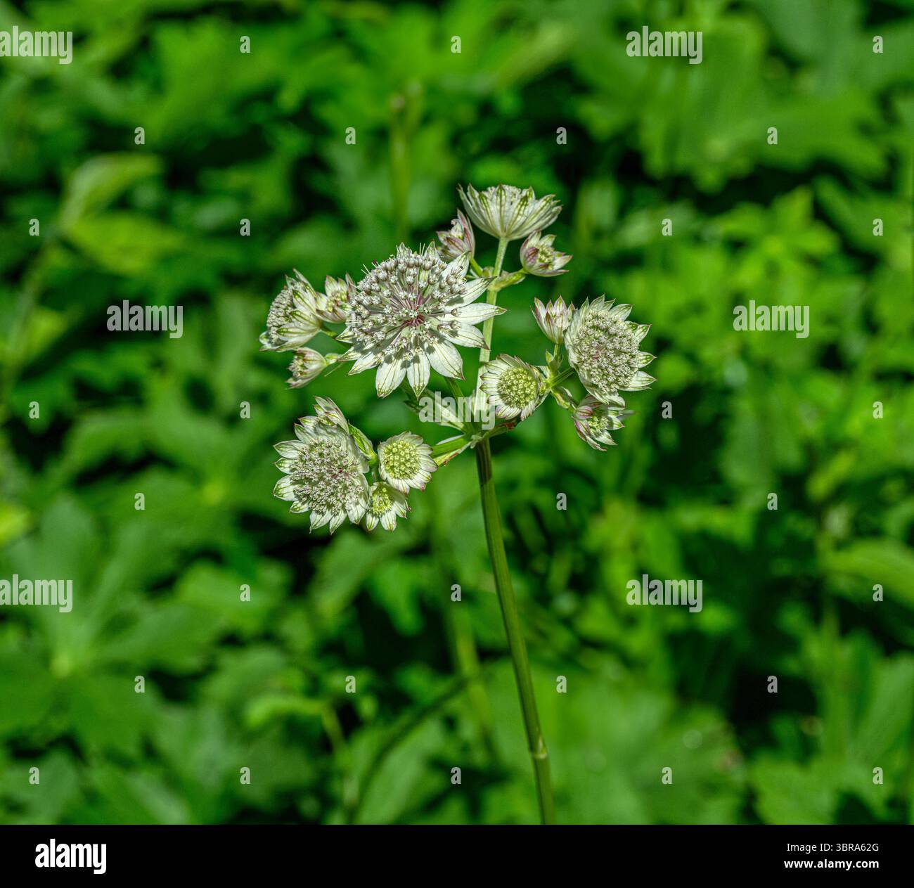 astrantia Major (Astrantia Major) Stockfoto