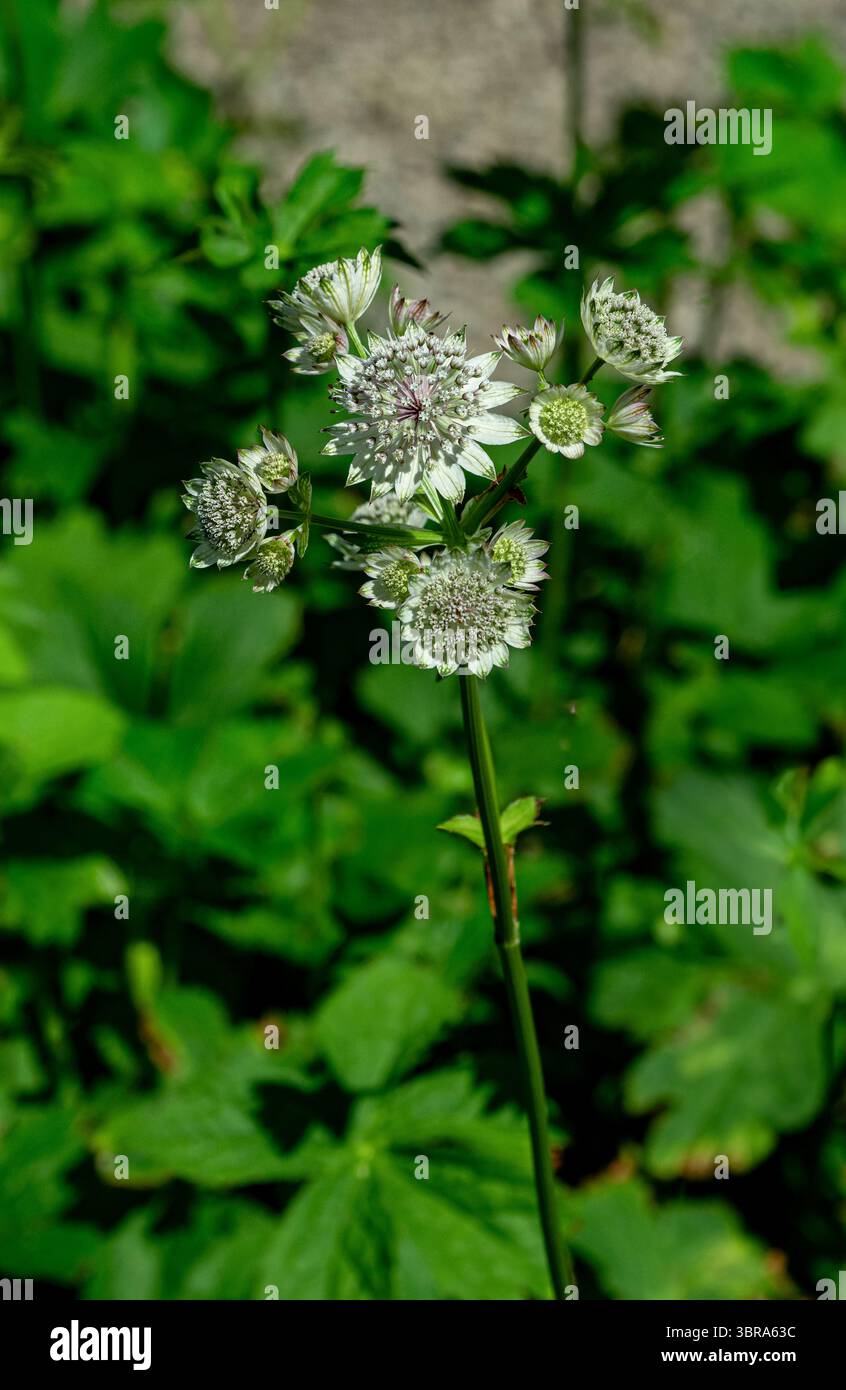 astrantia Major (Astrantia Major) Stockfoto