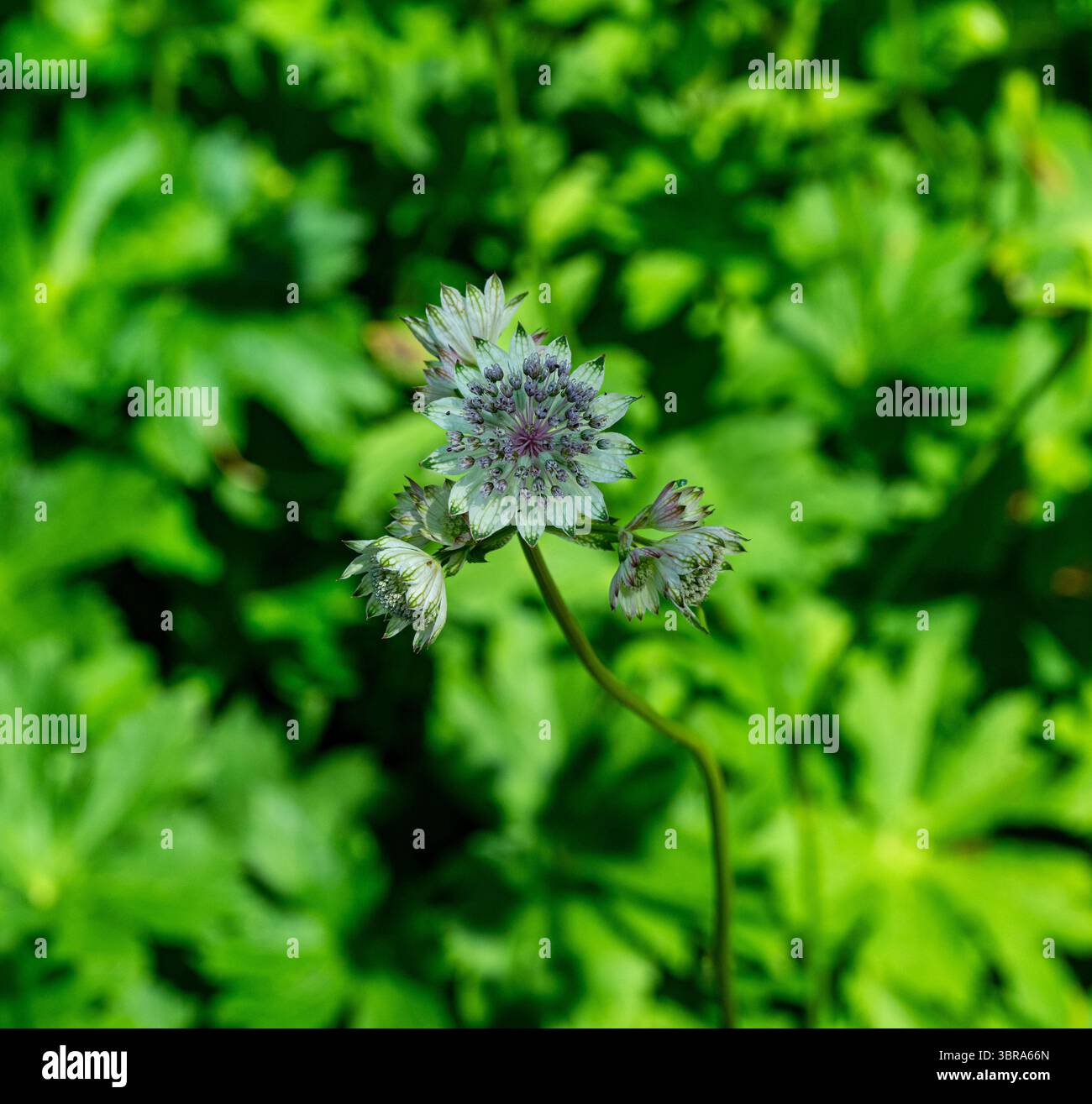 astrantia Major (Astrantia Major) Stockfoto