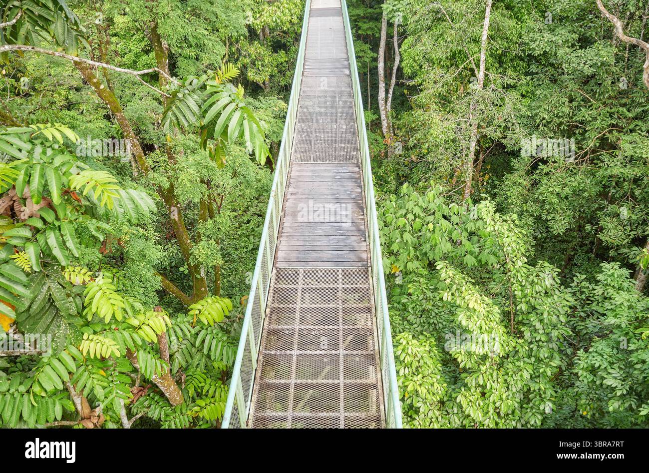 Blick auf den Baldachin-Gehweg in Sepilok, Borneo, Malaysia. Stockfoto