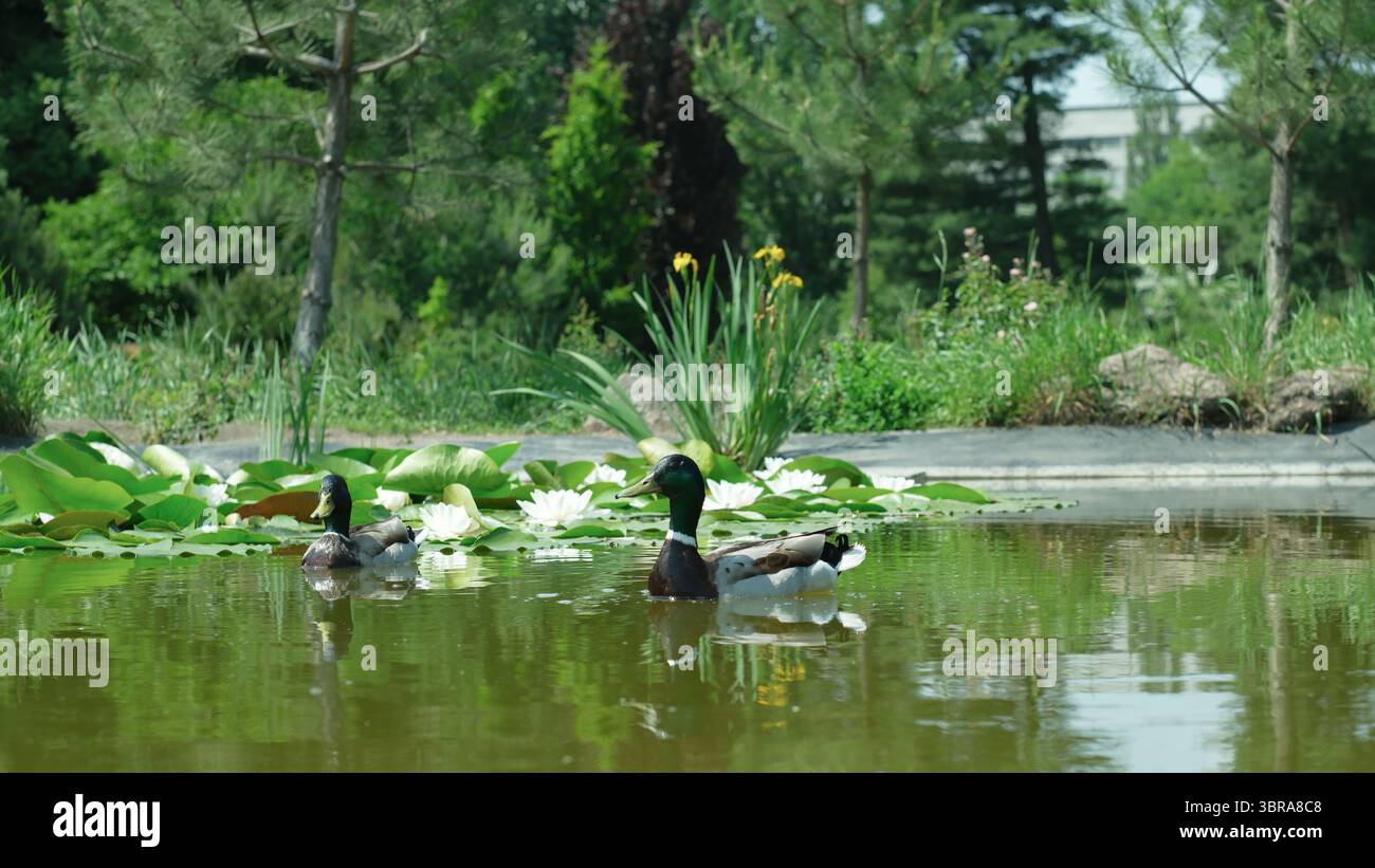 Zwei Enten gleiten über das ruhige Wasser, umgeben von lebendigen Pflanzen und Blumen. Stockfoto