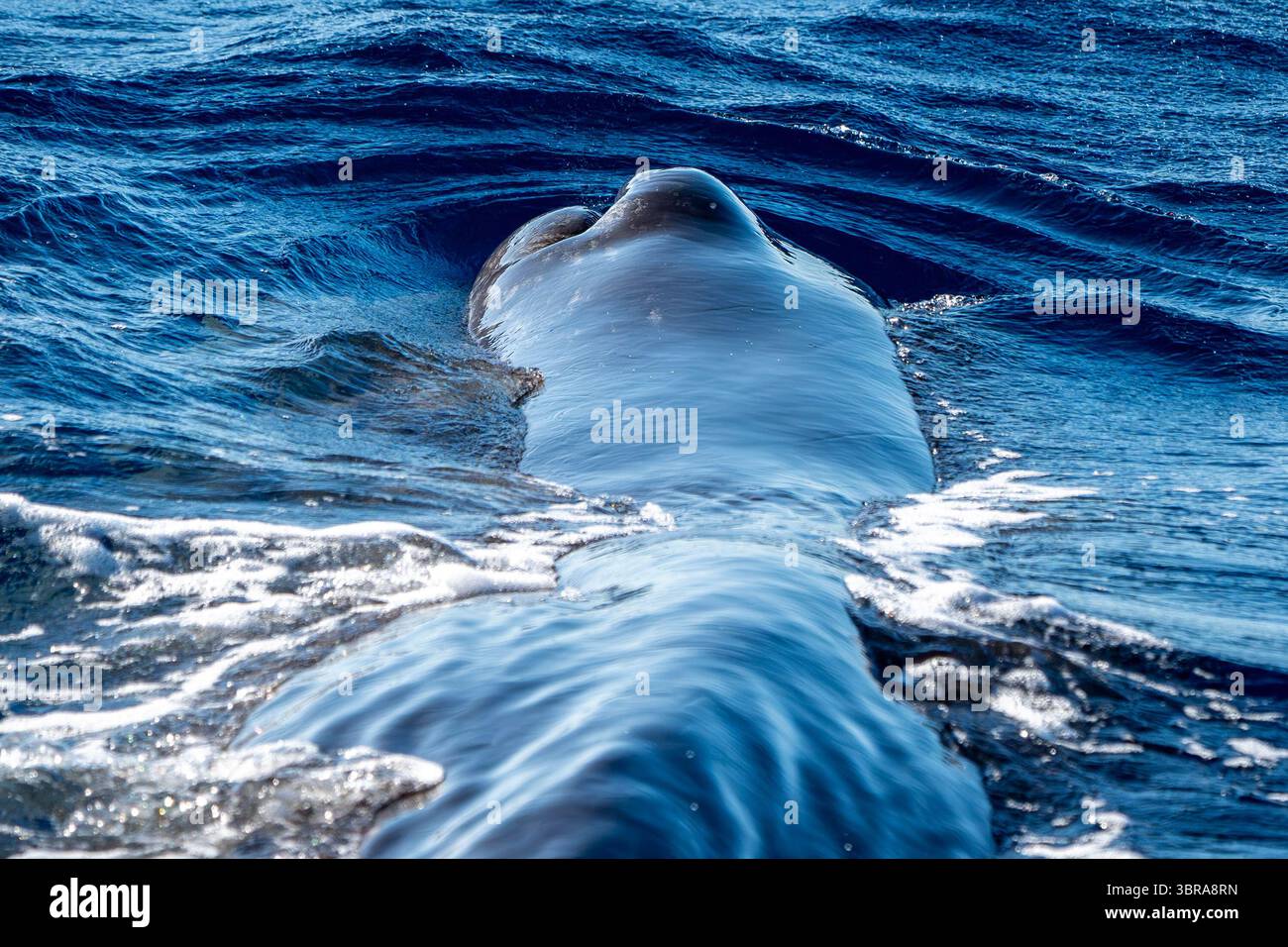 Detail des Bloganges von Spermwalen, das auf der Meeresoberfläche atmet Stockfoto