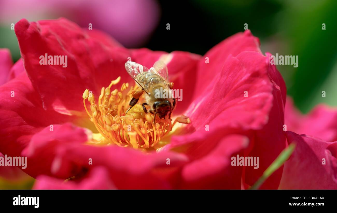Eine Biene sammelt an einem sonnigen Tag fleißig Nektar aus leuchtend rosa Blütenblüten. Stockfoto