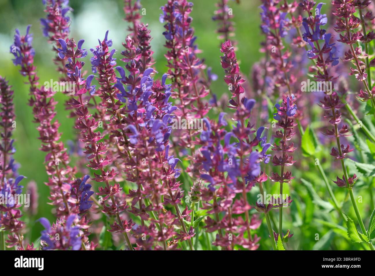Farbenfrohe salvieblüumen schweben sanft unter der warmen Sonne und laden zur Ruhe und Schönheit ein. Stockfoto