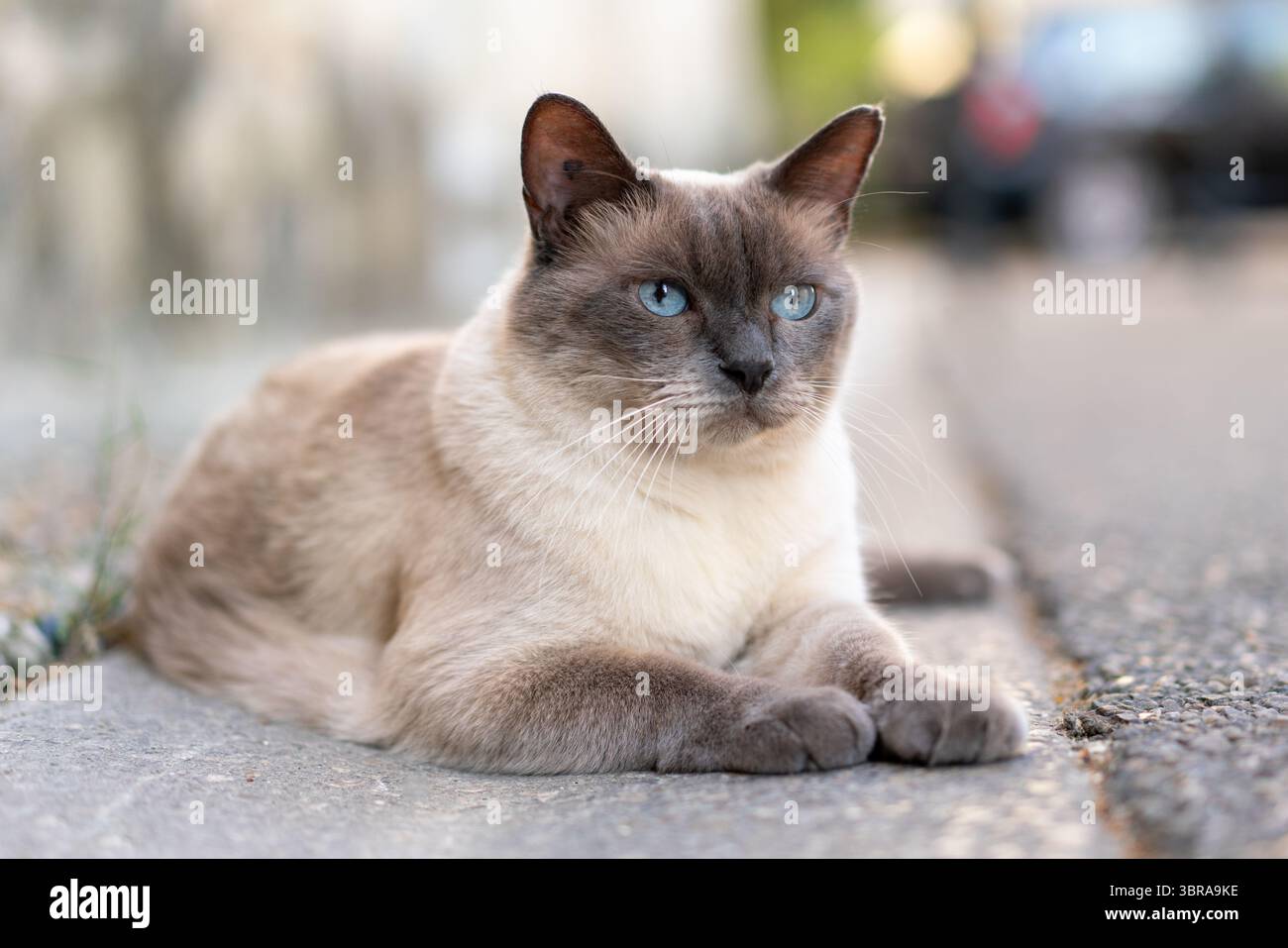 Schöne Siamkatze mit auffälligen blauen Augen und cremefarbenem Fell mit dunkleren Punkten sitzt ruhig auf einem Bürgersteig der Stadt. Stockfoto