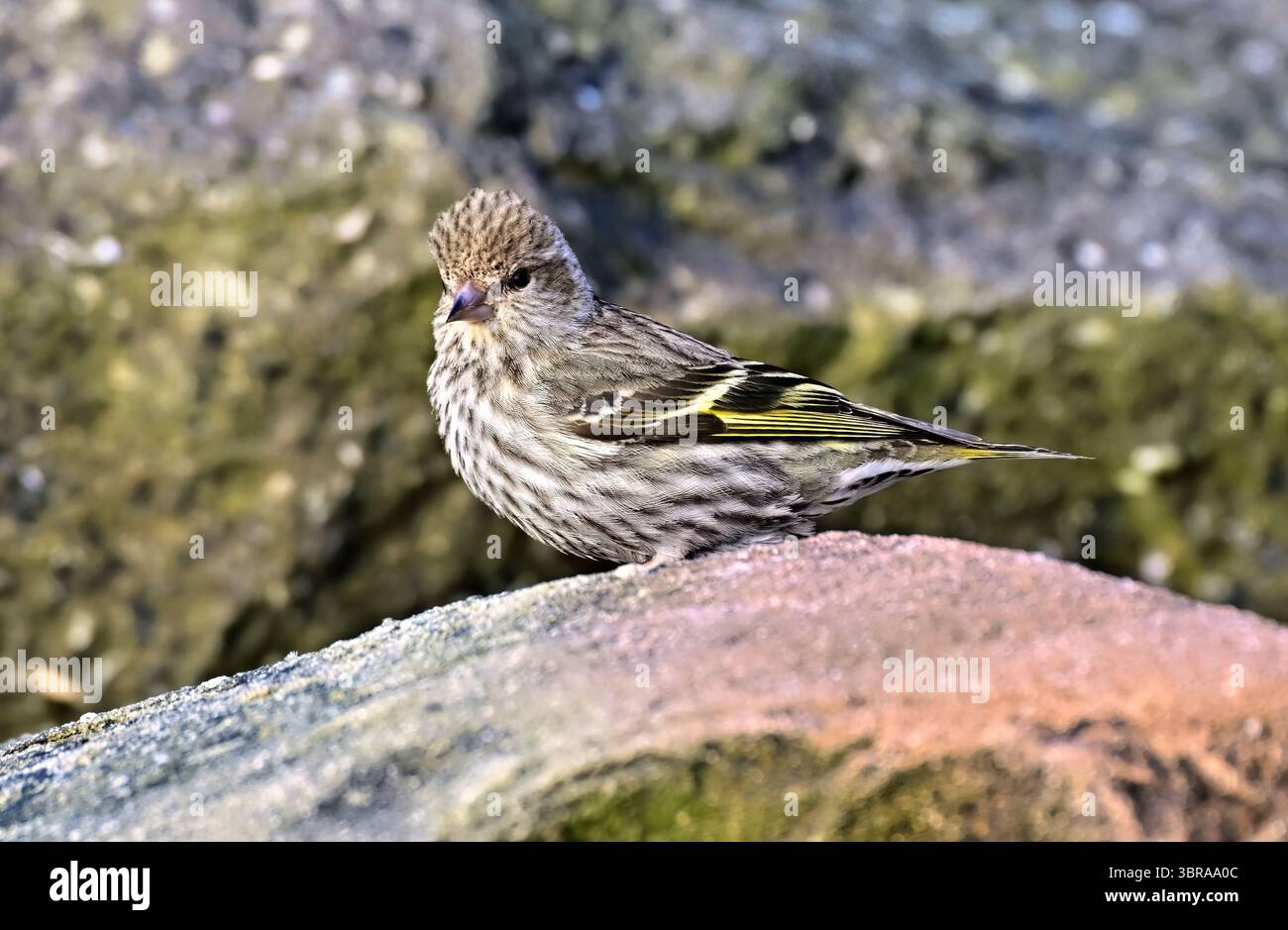 Nahaufnahme eines Pine Siskin Vogels „Spinus pinus“, der an einem felsigen Strand auf Vancouver Island in British Columbia Kanada auf der Suche ist Stockfoto