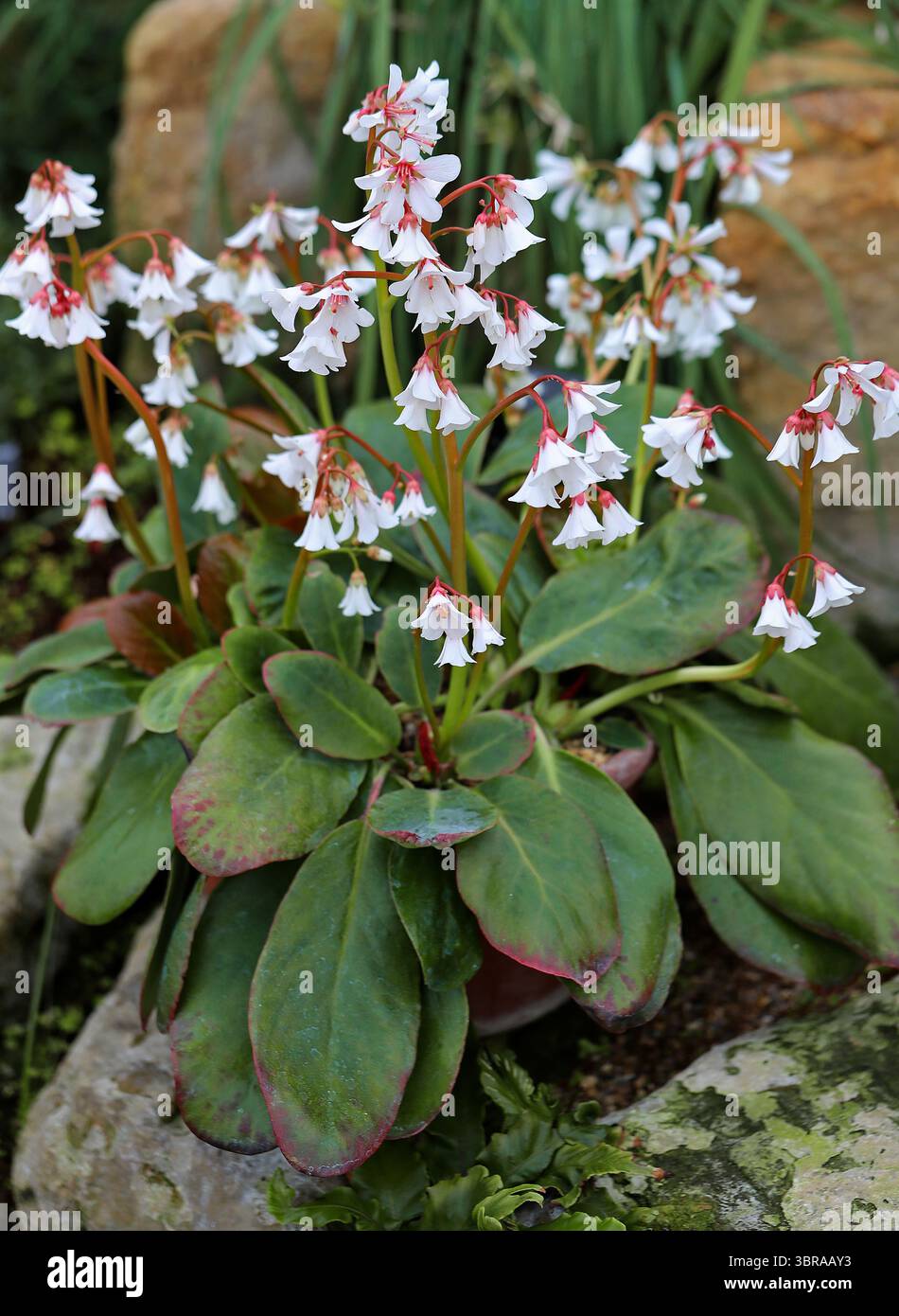 Elefantenohren pflanze -Fotos und -Bildmaterial in hoher Auflsung  Alamy