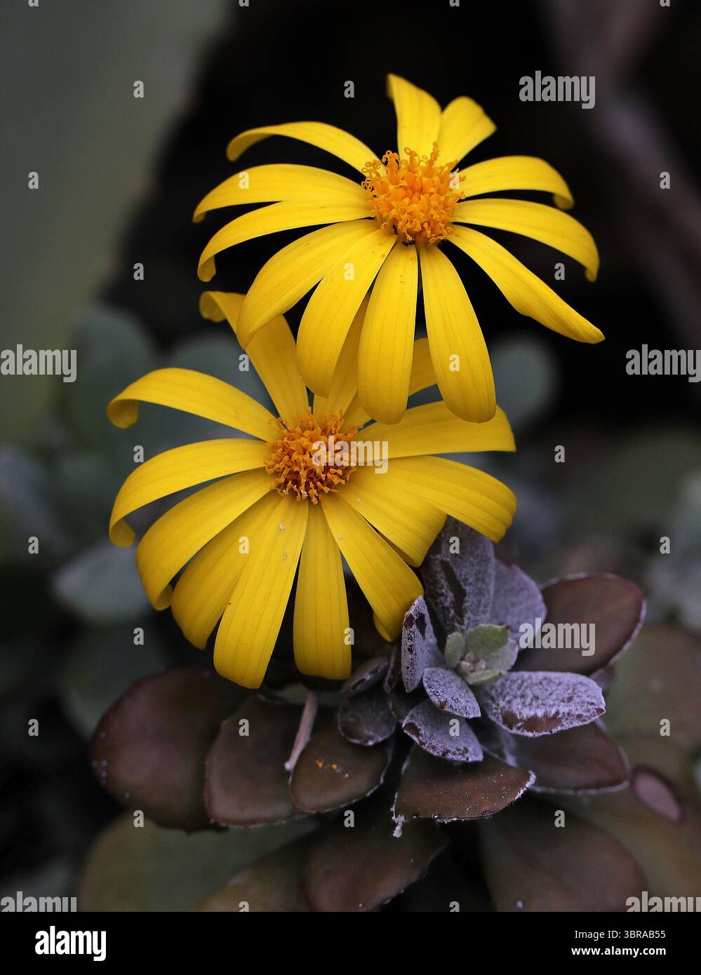 Medley-Wood's Caputia, String of Banjul oder Medley Woodii, Caputia medley-woodii, syn. Senecio medley-woodii, Asteraceae. Südafrika. Stockfoto
