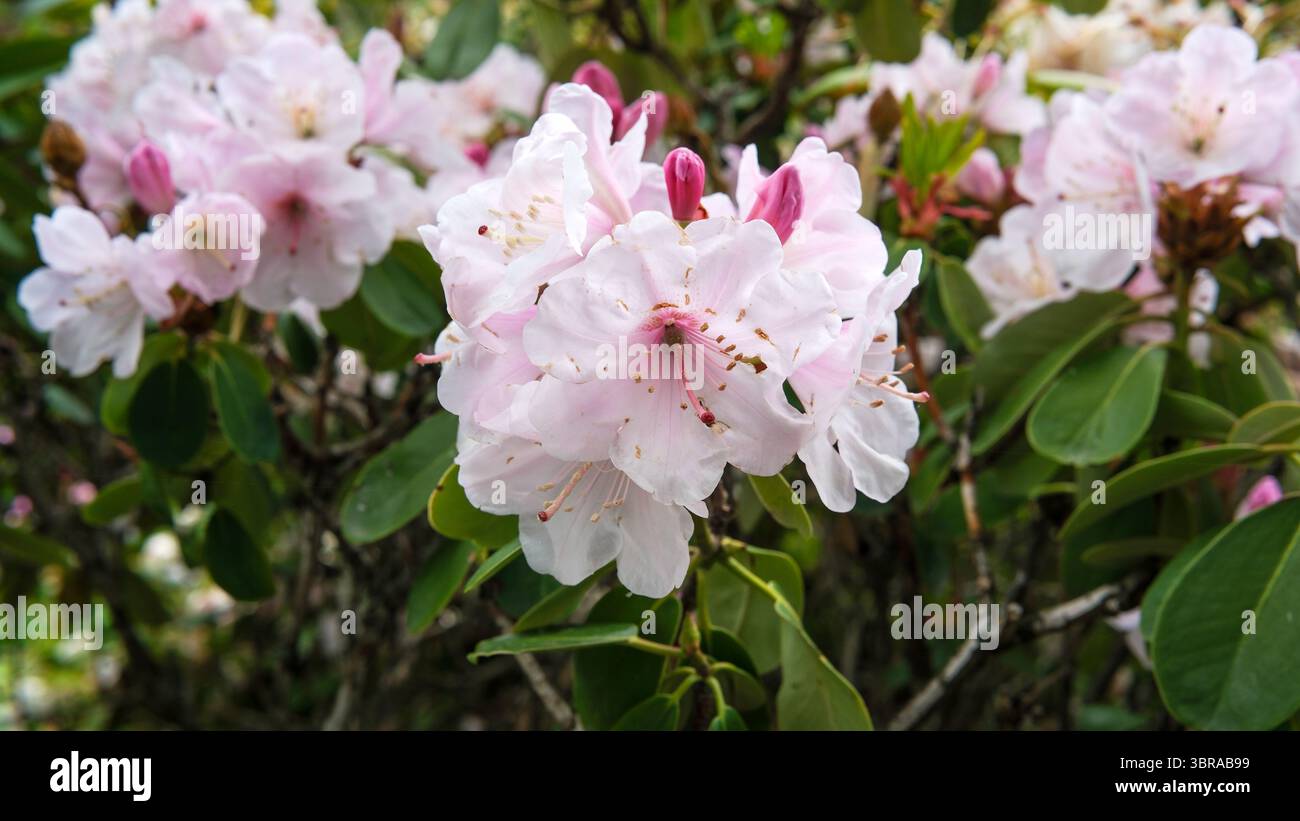 Rosafarbene Blüten blühen elegant inmitten üppig grüner Blätter und signalisieren den Frühling. Stockfoto