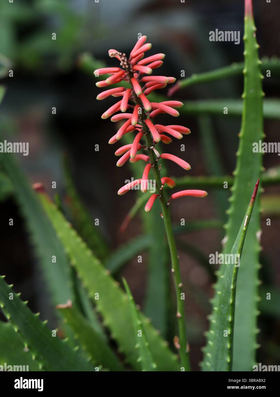 shaving cream aloe Edwin Jagger Aloe Vera Shaving Cream In Travel Tube main image 1