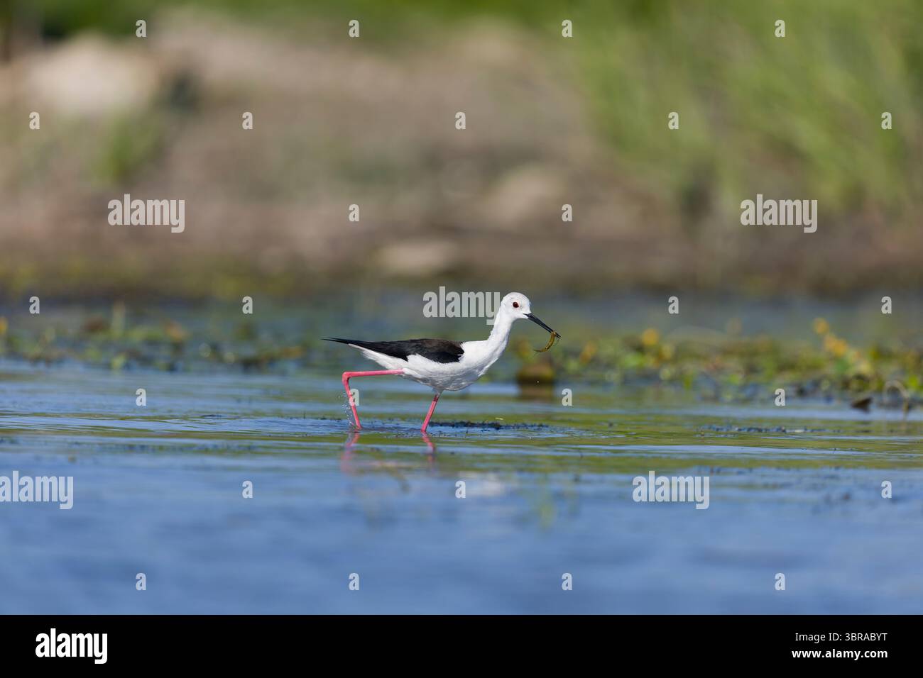 Schwarzflügelige Stelze Himantopus himantopus, erwachsenes Weibchen mit Libellennymphe im Schnabel, Donaudelta, Rumänien, Juni Stockfoto