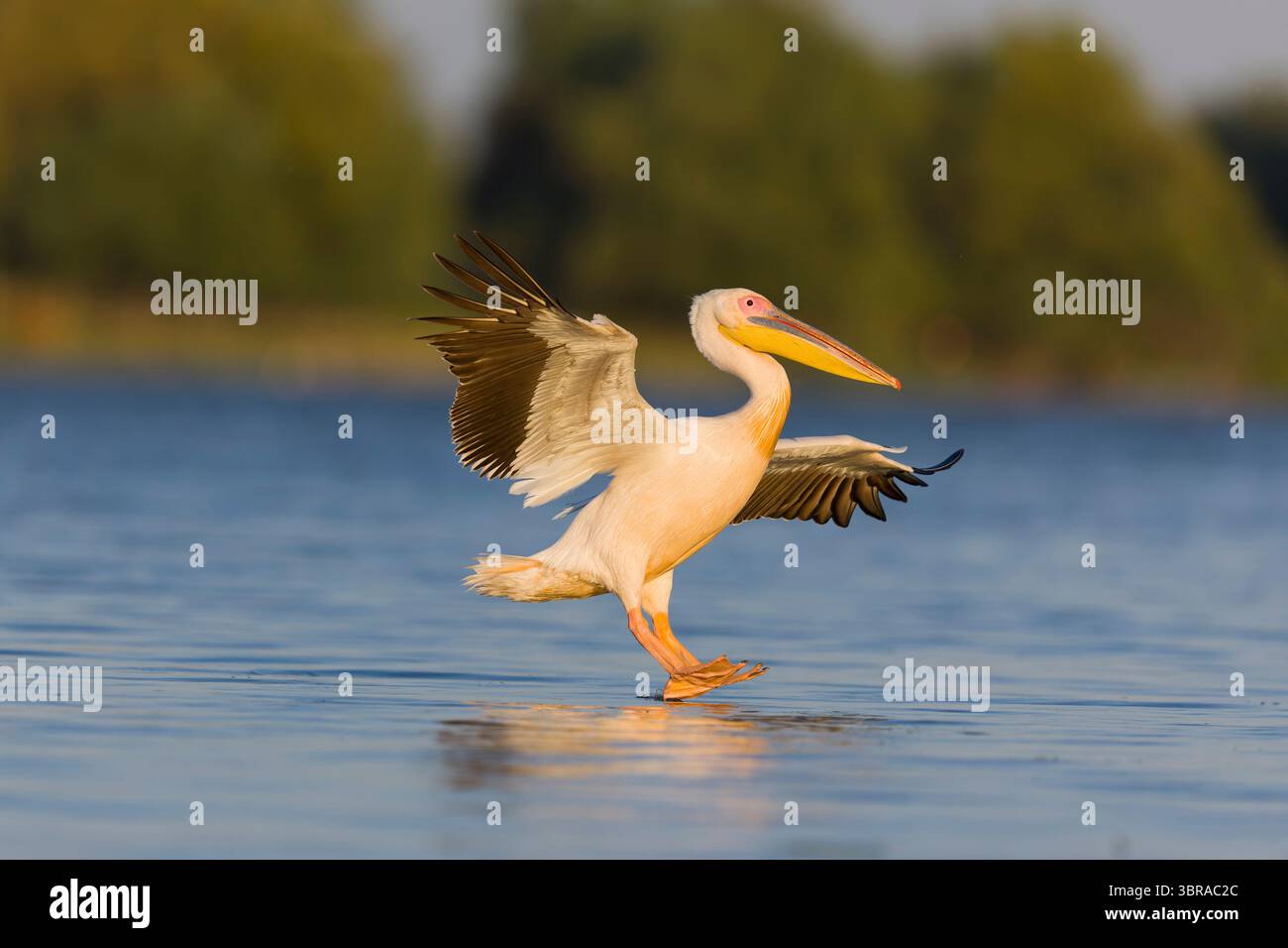 Großer weißer Pelikan Pelecanus onocrotalus, Erwachsenenflug, Landung auf Wasser, Donaudelta, Rumänien, Juni Stockfoto