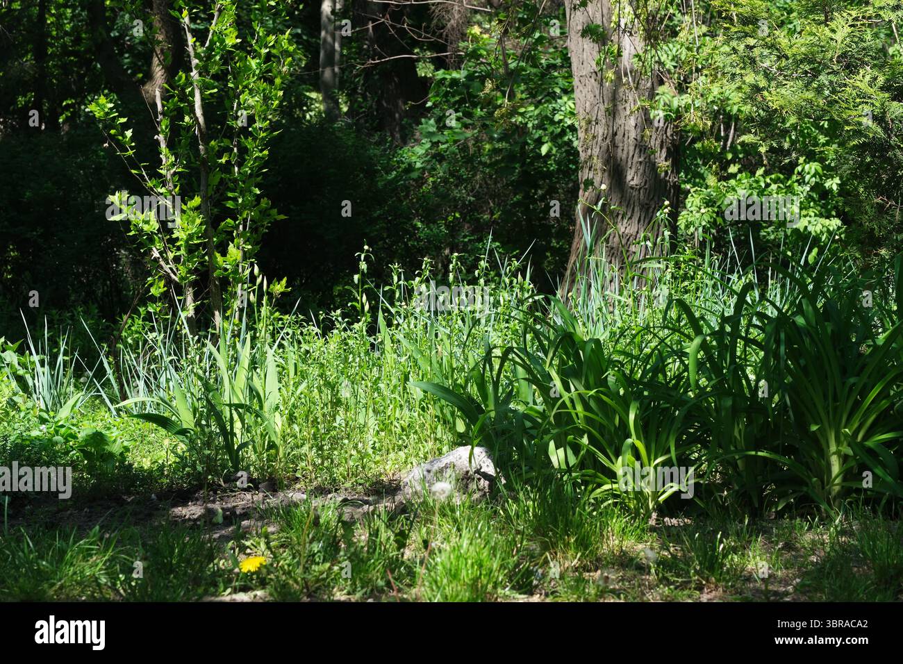 Lebendige Pflanzen blühen in einem schattigen Wald und schaffen eine friedliche Atmosphäre. Stockfoto