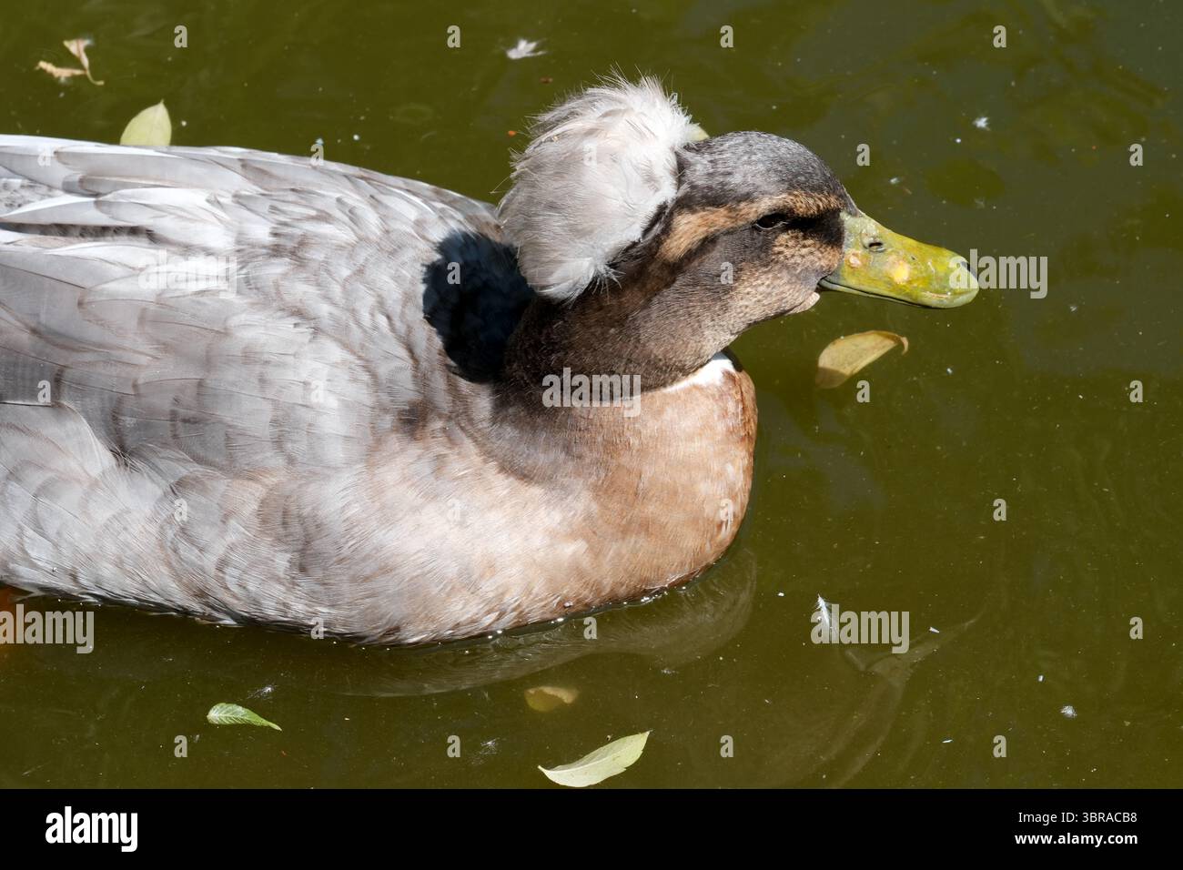 Eine charmante Ente mit einem unverwechselbaren Büschel gleitet friedlich über ruhiges Wasser. Stockfoto