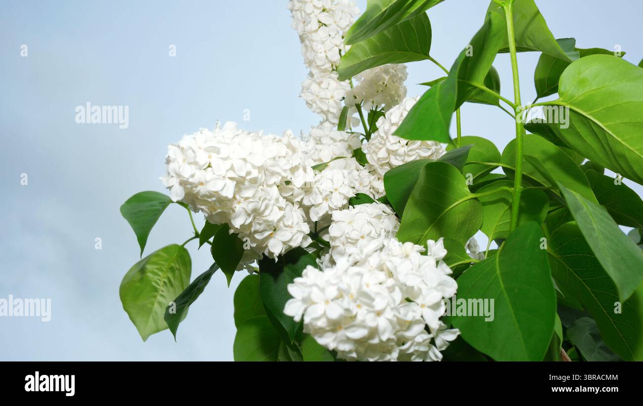 Weiße Flieder blühen lebhaft, ihr Duft vermengt sich mit der frischen Luft im Freien. Stockfoto