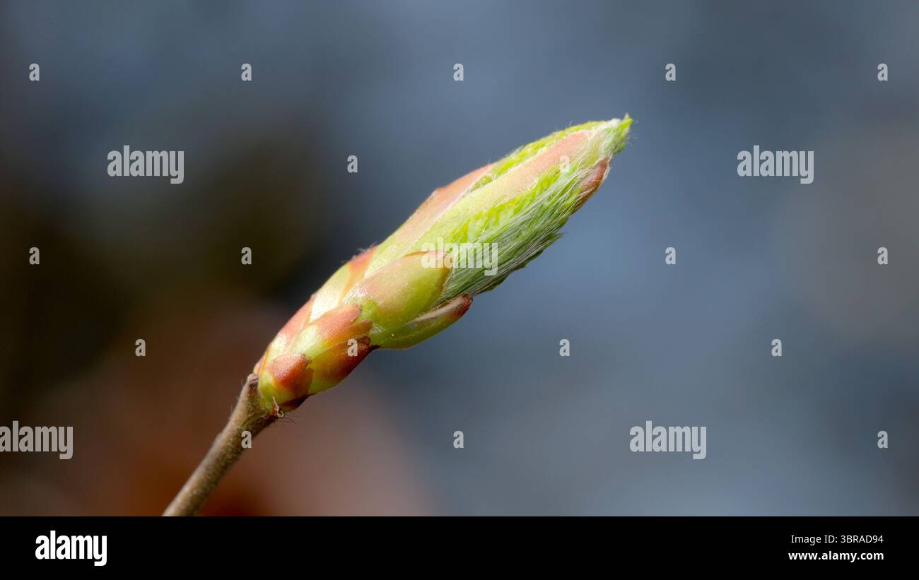 Zarte Knospen tauchen in leuchtendem Grün auf und signalisieren die Wärme des Frühlings. Stockfoto