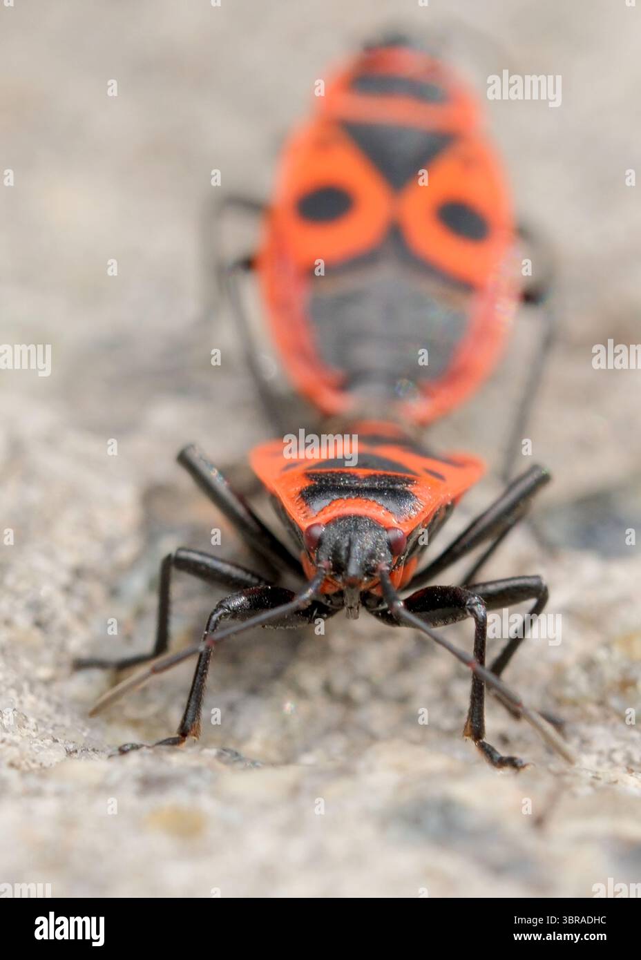Zwei kräftige orange und schwarze Insekten interagieren eng auf einer Oberfläche. Stockfoto