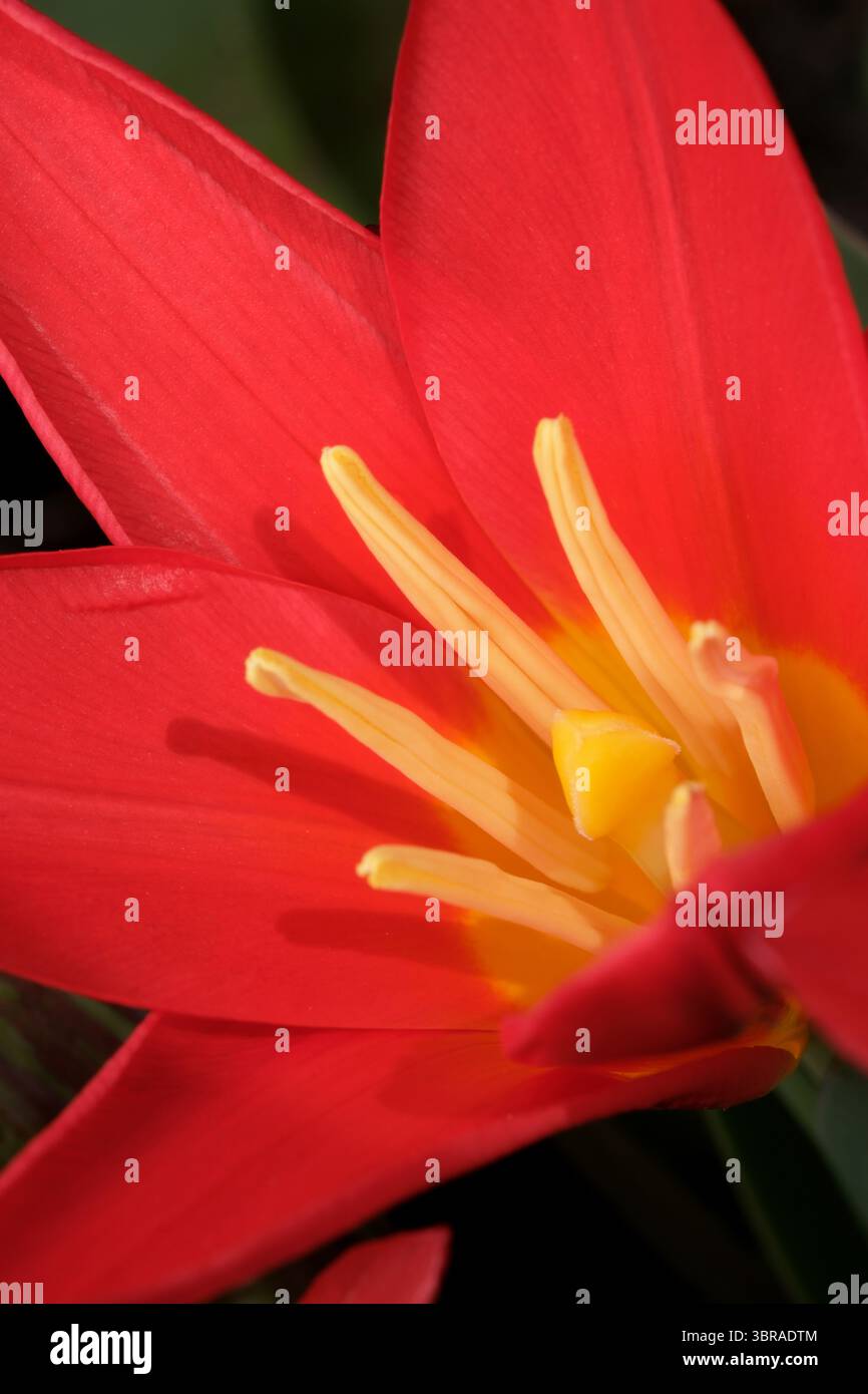 Eine Nahaufnahme einer roten Blume zeigt darin komplizierte gelbe Staubblätter. Stockfoto
