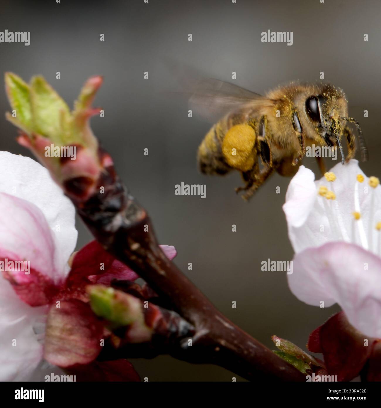 Eine Honigbiene schwebt in der Nähe von Kirschblüten und sucht süßen Nektar. Stockfoto