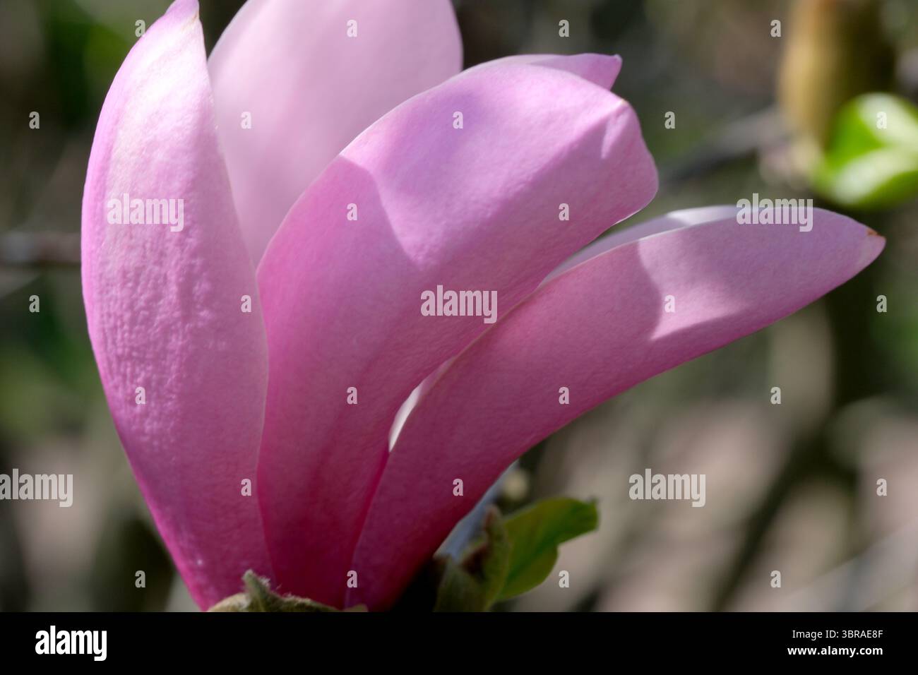 Zarte rosafarbene Blüten entfalten sich anmutig unter dem warmen Sonnenlicht und laden zum Frühling ein. Stockfoto
