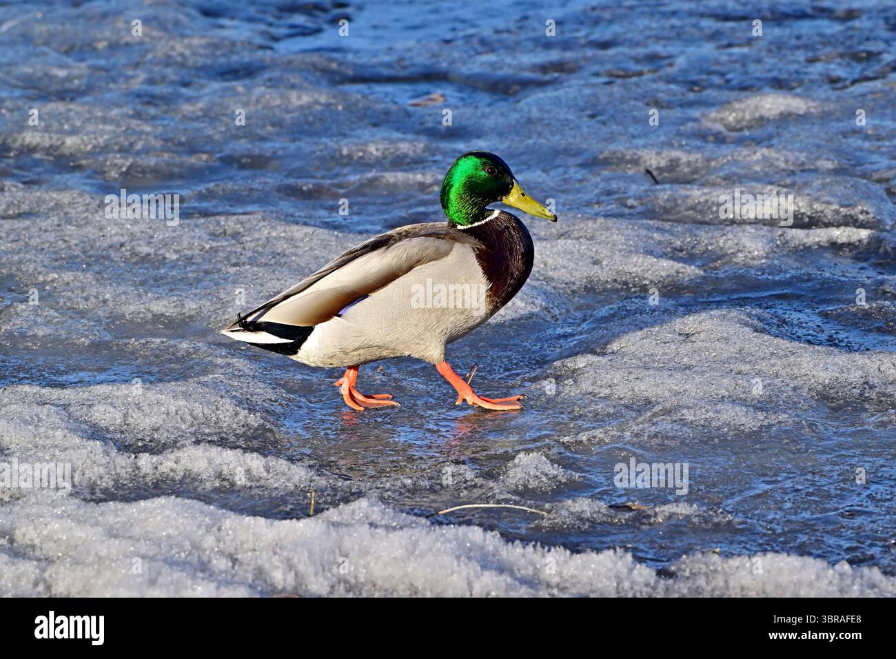 Eine männliche Mallard-Ente 'Anas platyrhynchos, die auf der gefrorenen Oberfläche eines Teichs im ländlichen Alberta Kanada spaziert Stockfoto