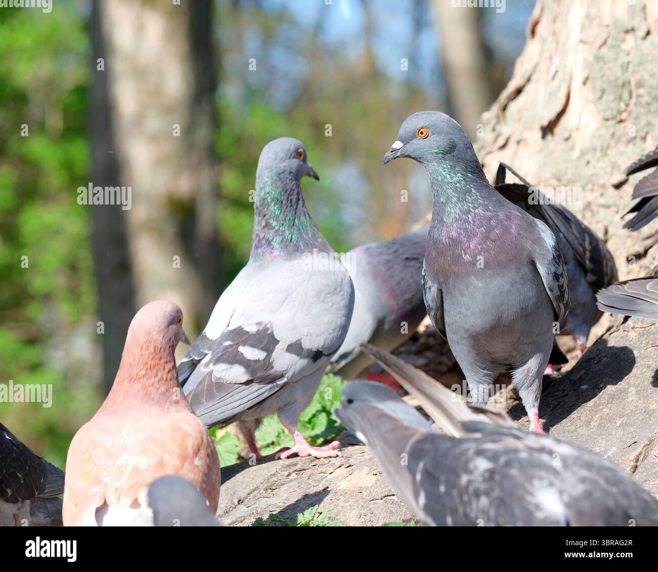 Mehrere Tauben sitzen auf dem Boden und baden sich im Sonnenlicht zwischen Bäumen. Stockfoto