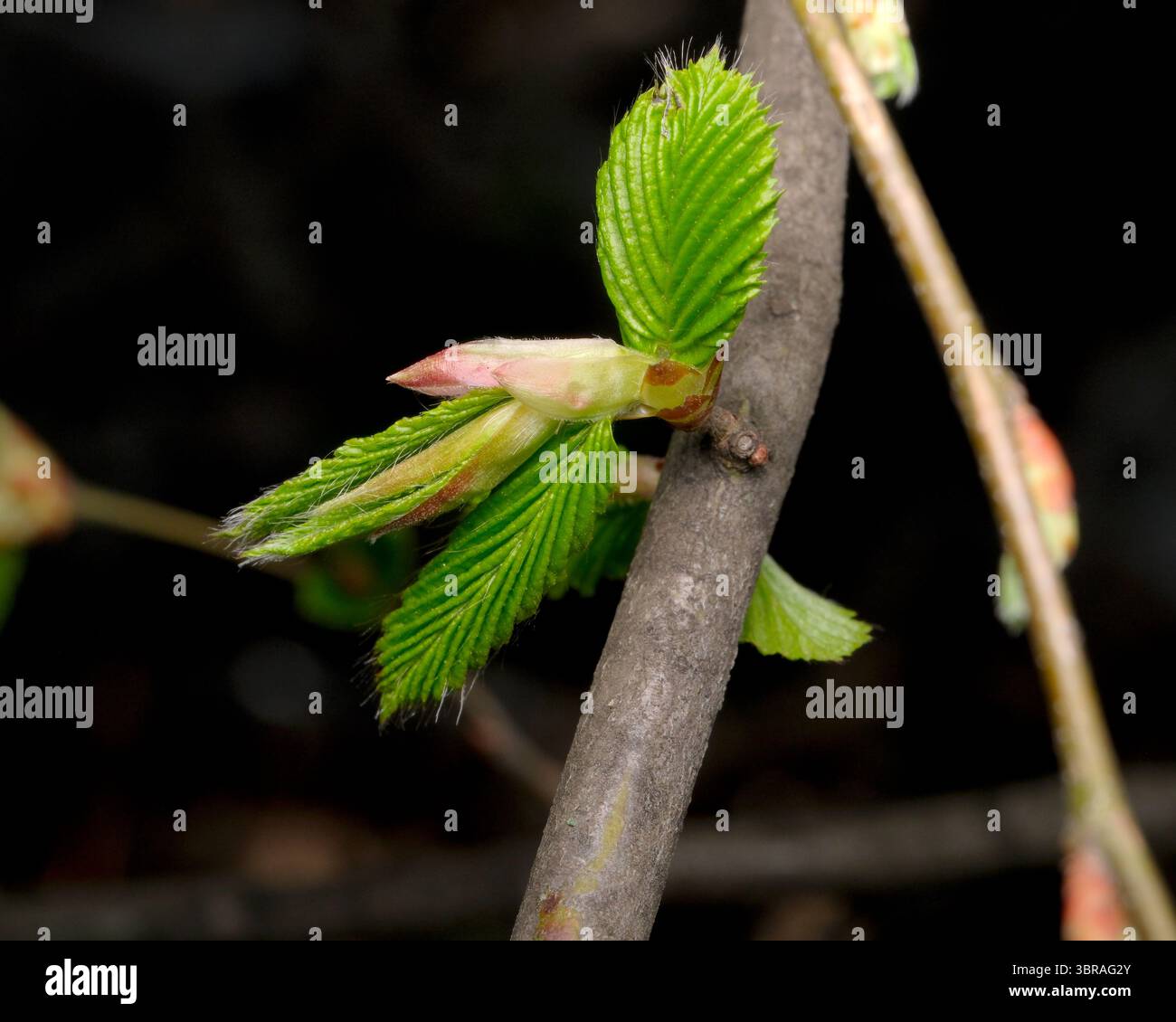 Frische grüne Blätter sprießen in diesem Frühjahr auf einem schlanken Zweig. Stockfoto