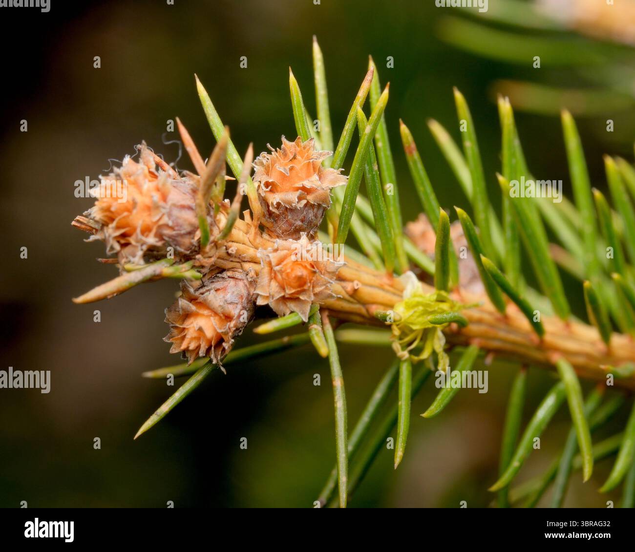 Leuchtend orange Kiefernblüten zieren üppig grüne Nadeln in einer Waldlandschaft. Stockfoto