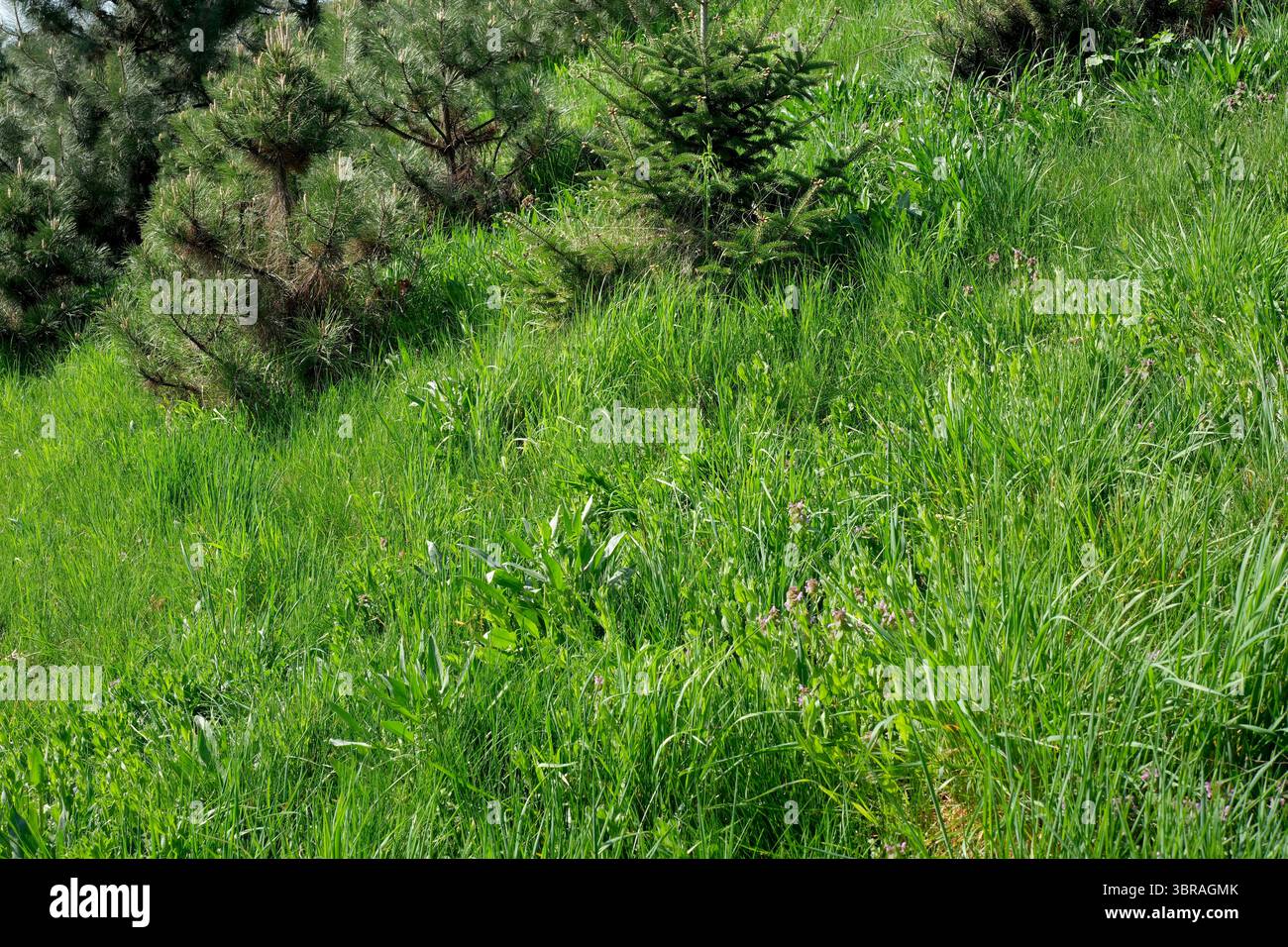 Helles Sonnenlicht erwärmt den grünen Hügel mit Bäumen. Stockfoto