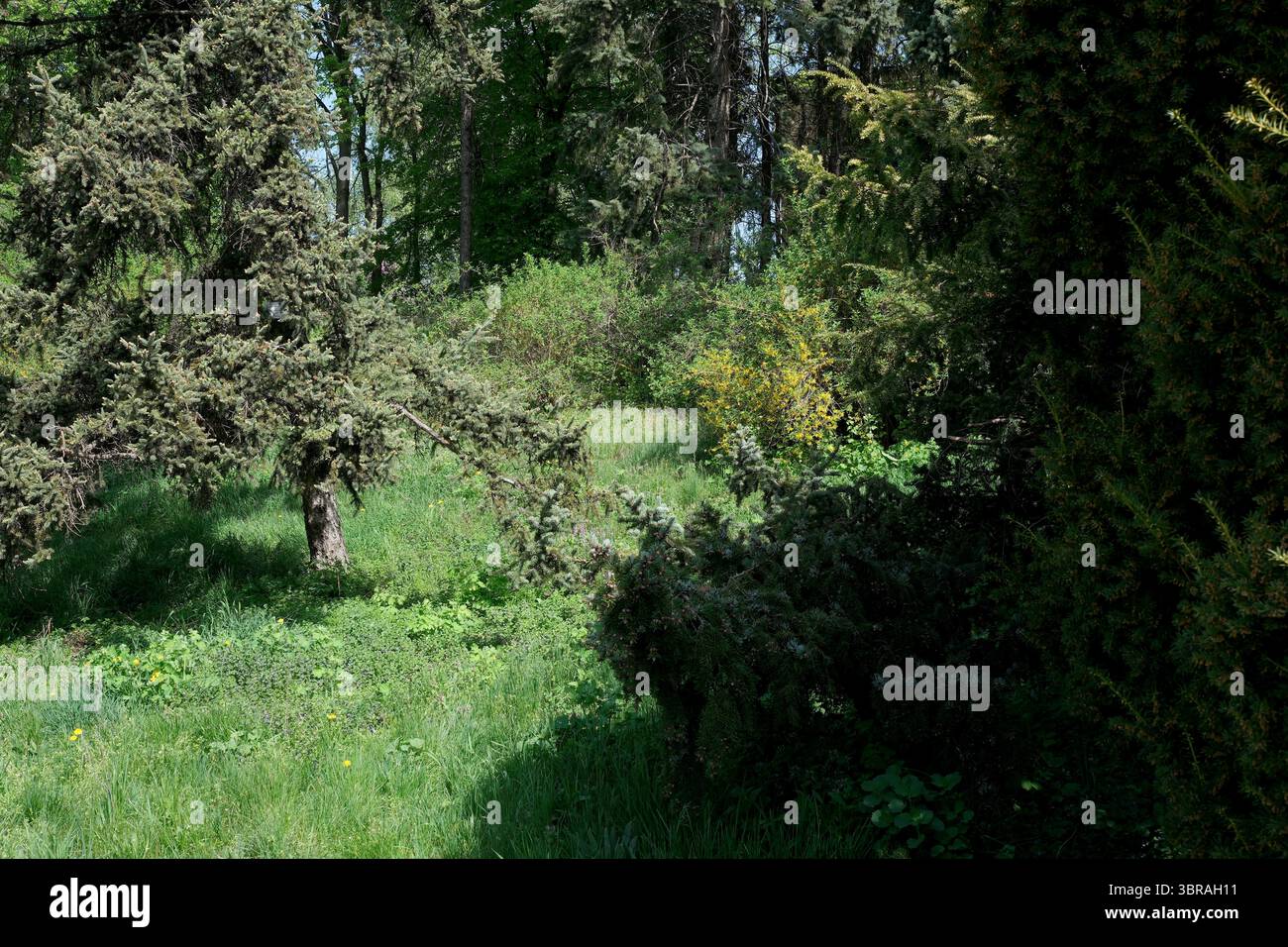 Sanftes Sonnenlicht zieht durch Bäume in einer lebendigen Waldlichtung. Stockfoto