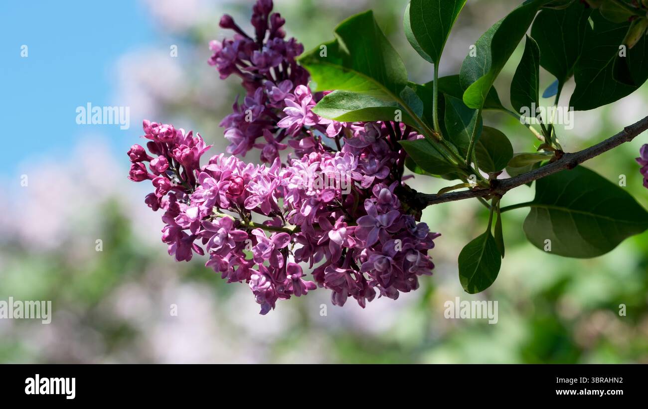 Fliederblüten blühen unter blauem Himmel und signalisieren den Frühling. Stockfoto