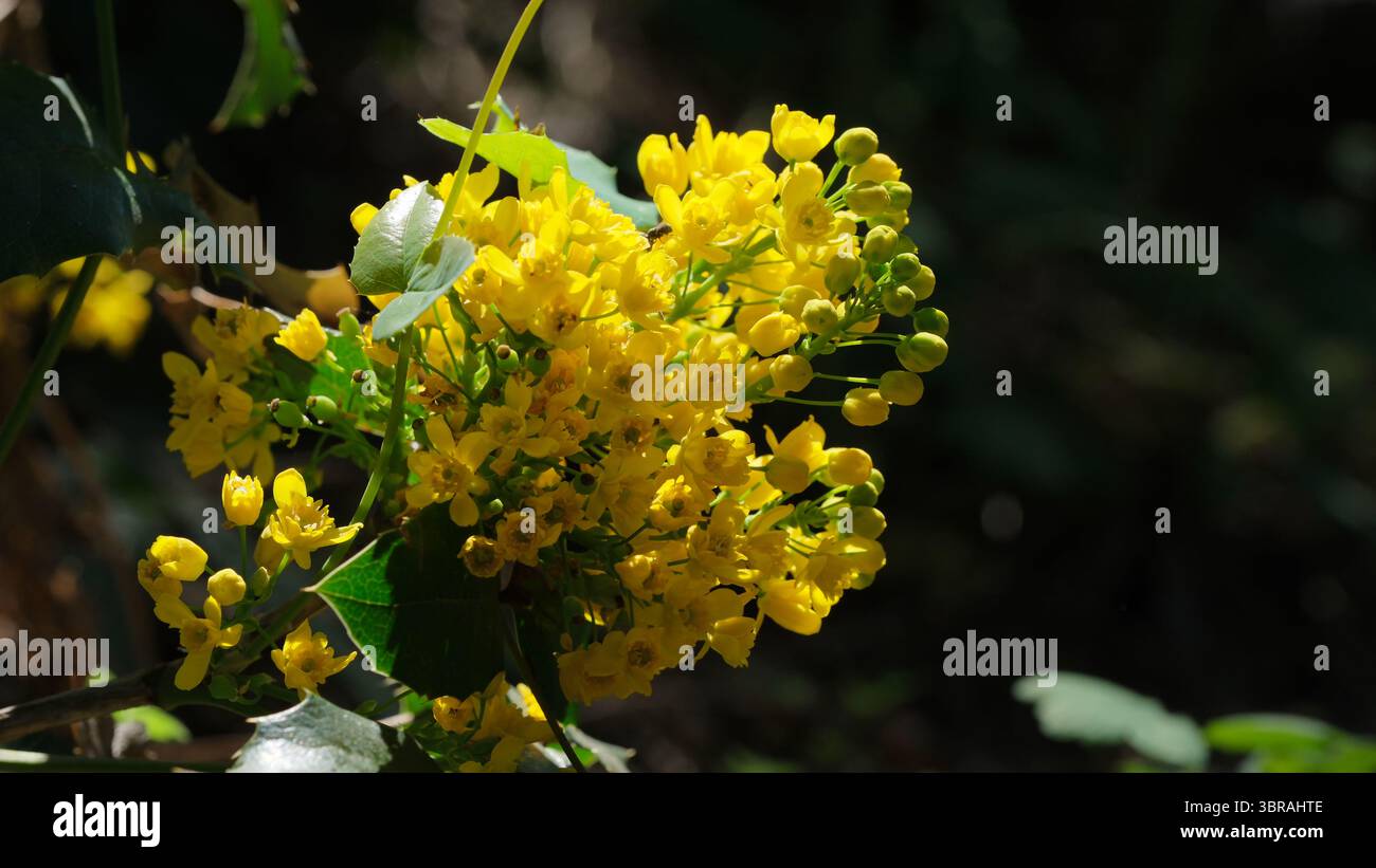 Leuchtend gelbe Wildblumen blühen in einem schattigen Wald und leuchten sanft im Sonnenlicht. Stockfoto